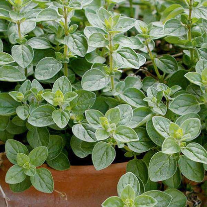 Italian Oregano Seeds - Herbal Plant