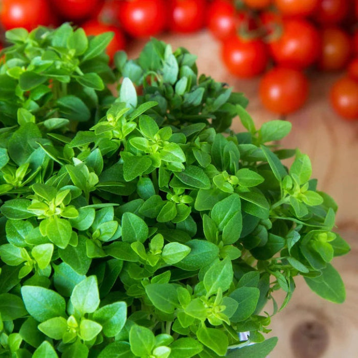 Italian Oregano Seeds - Herbal Plant