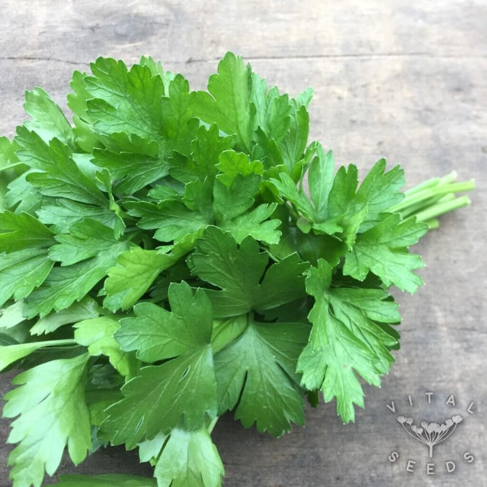 Italian Parsley Seeds - Herbal Plant