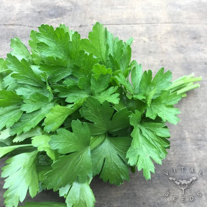 Italian Parsley Seeds - Herbal Plant