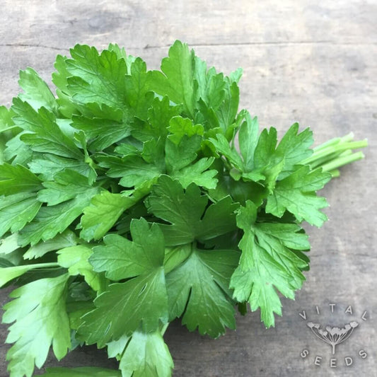 Italian Parsley Seeds - Herbal Plant