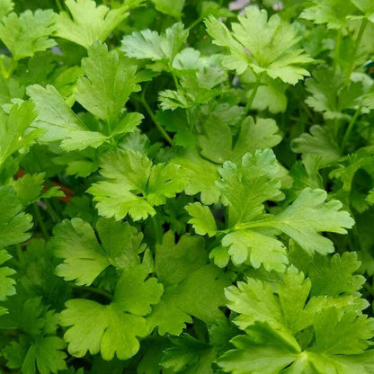 Italian Parsley Seeds - Herbal Plant
