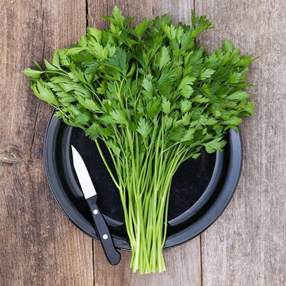 Italian Parsley Seeds - Herbal Plant