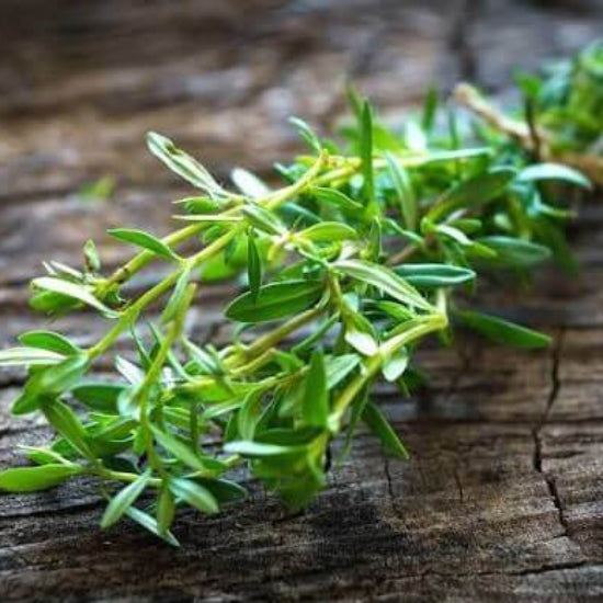 Italian Savory Seeds