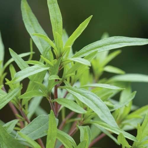 Italian Savory Seeds
