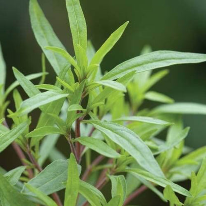 Italian Savory Seeds