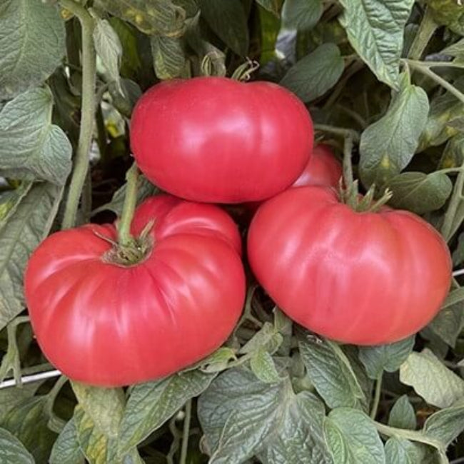 Italian Tree Tomato Seeds
