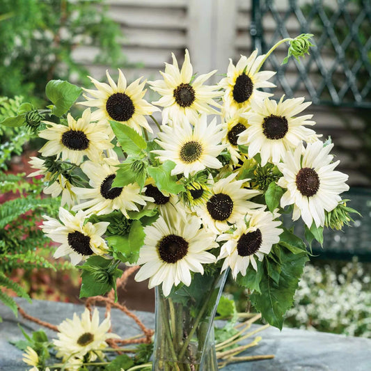 Italian White Sunflower Seeds - Flower Plant
