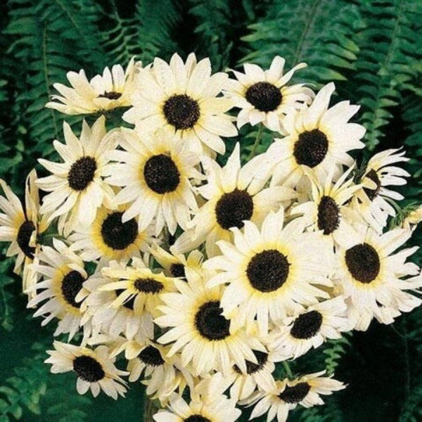 Italian White Sunflower Seeds - Flower Plant