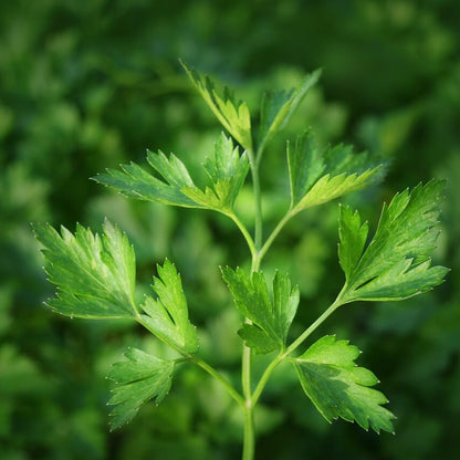 Italian flat leaf parsley seeds - Vegetable Plant