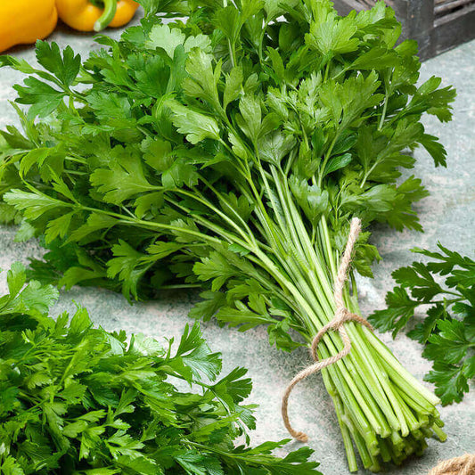 Italian flat leaf parsley seeds - Vegetable Plant