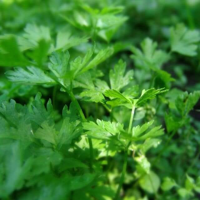 Italian flat leaf parsley seeds - Vegetable Plant