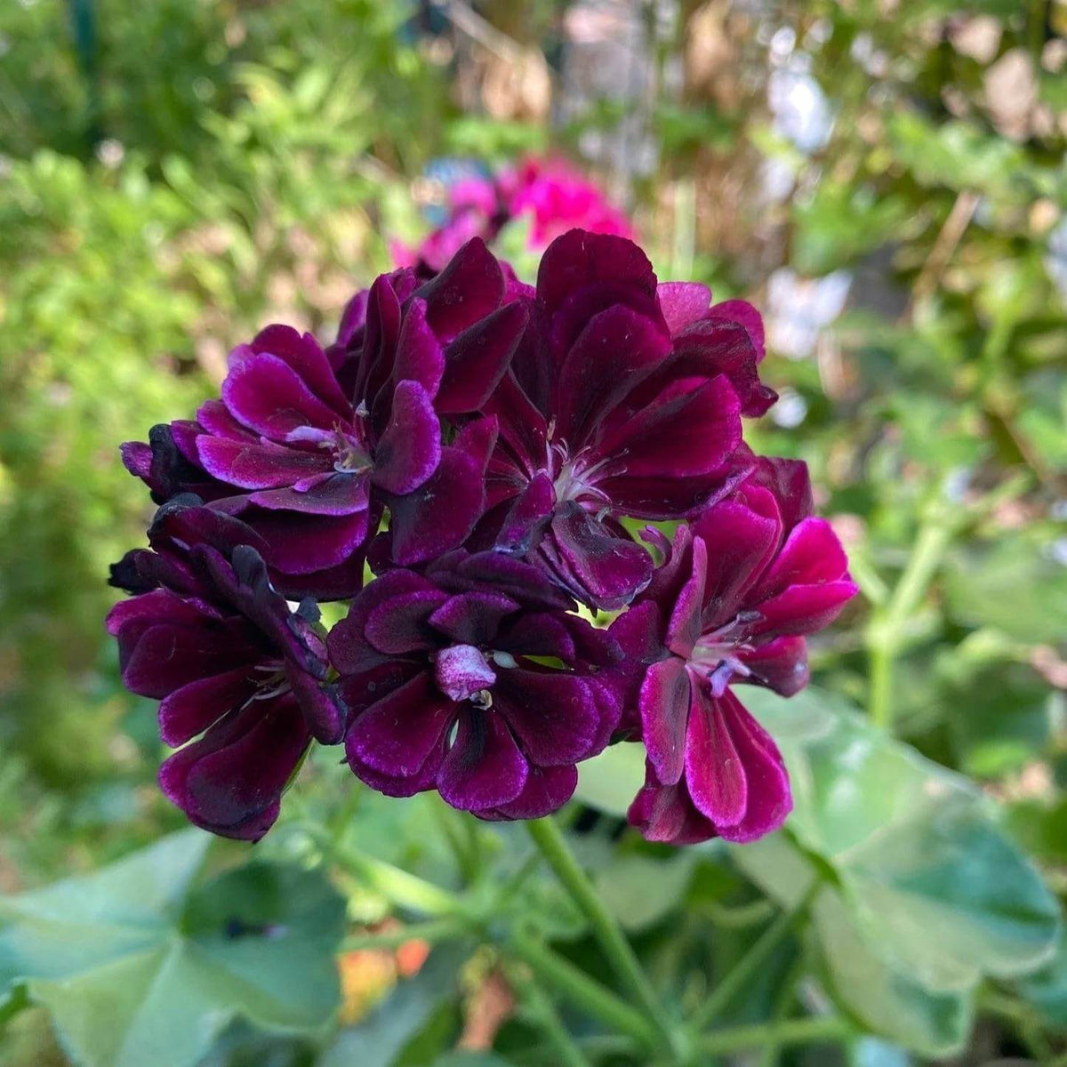 Ivy Geranium Seeds - Heirloom Flower Plant for Home Gardens