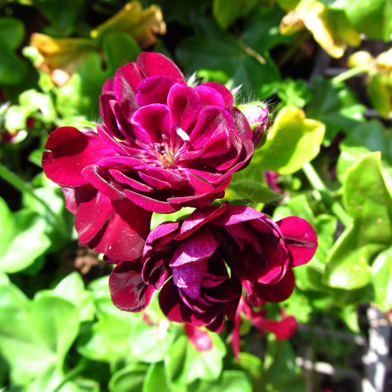 Ivy Geranium Seeds - Heirloom Flower Plant for Home Gardens
