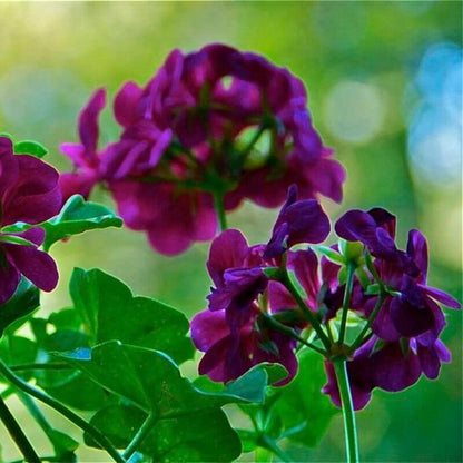 Ivy Geranium Seeds - Heirloom Flower Plant for Home Gardens