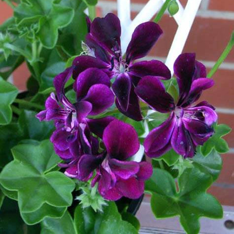 Ivy Geranium Seeds - Heirloom Flower Plant for Home Gardens