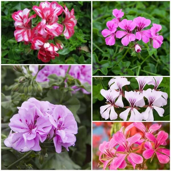 Ivy Geranium seeds - All in one for home gardens