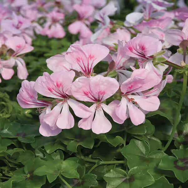 Ivy Geranium seeds - All in one for home gardens