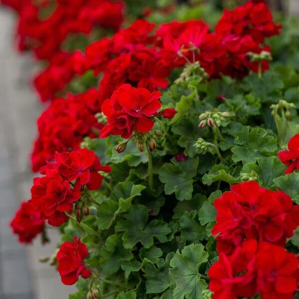 Ivy Geranium seeds - All in one for home gardens
