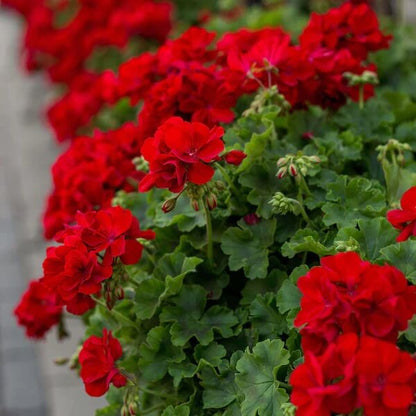 Ivy Geranium seeds - All in one for home gardens