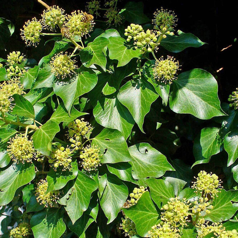 Ivy Seeds - Heirloom Flower Plant for Home Gardens