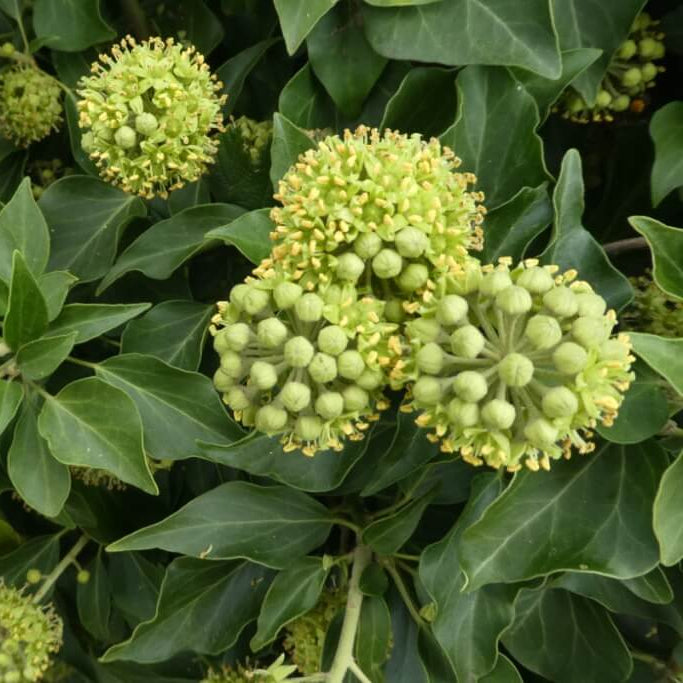 Ivy Seeds - Heirloom Flower Plant for Home Gardens