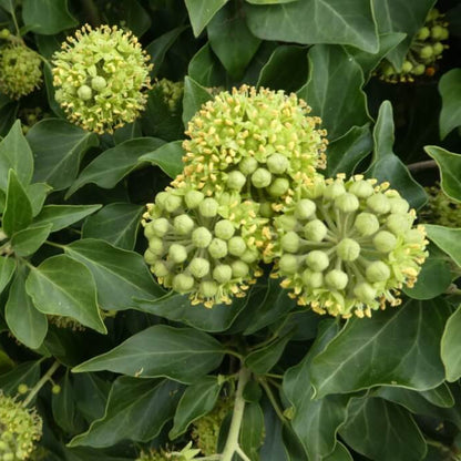 Ivy Seeds - Heirloom Flower Plant for Home Gardens