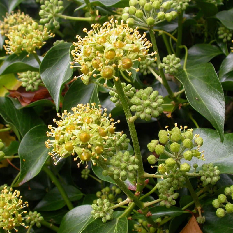 Ivy Seeds - Heirloom Flower Plant for Home Gardens