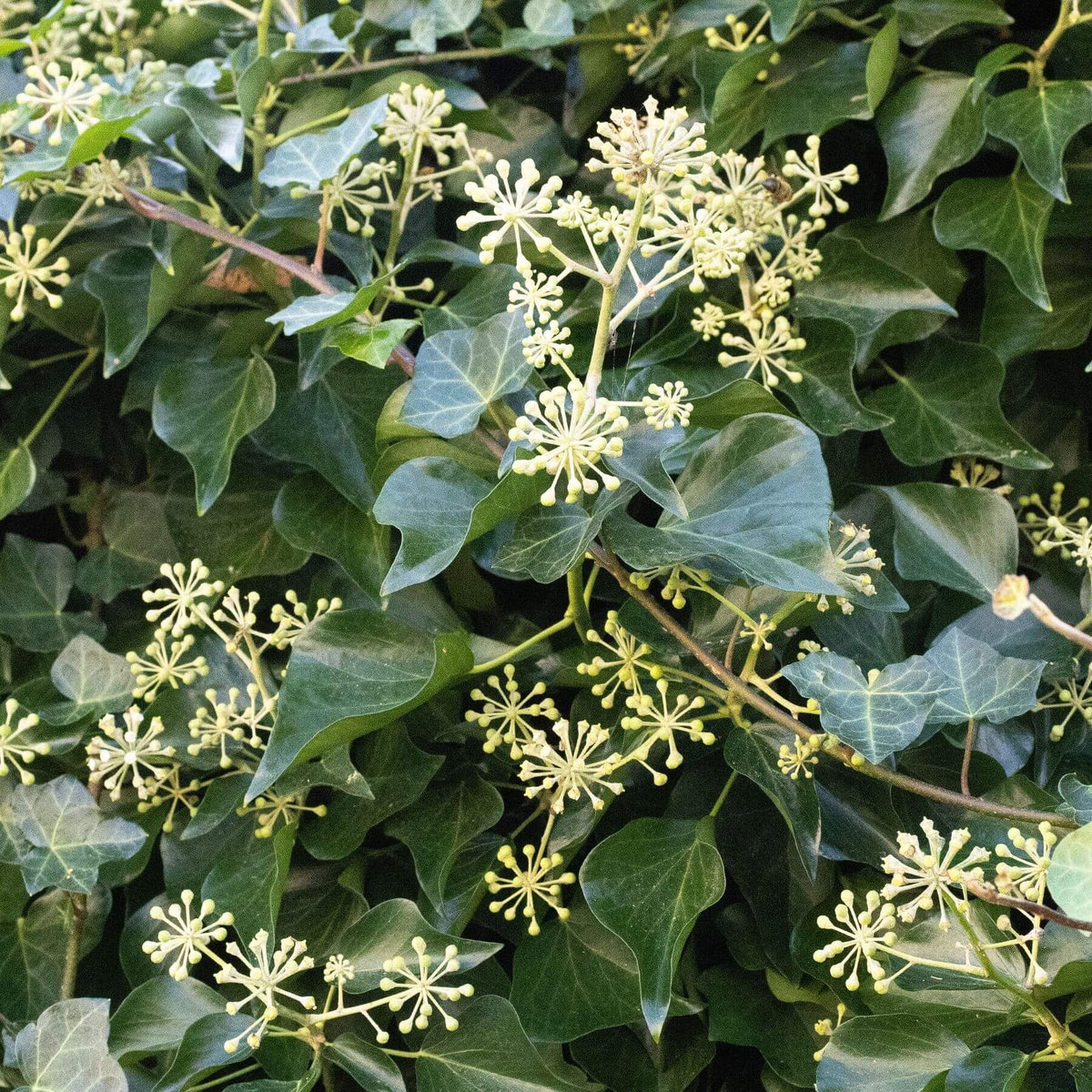 Ivy Seeds - Heirloom Flower Plant for Home Gardens