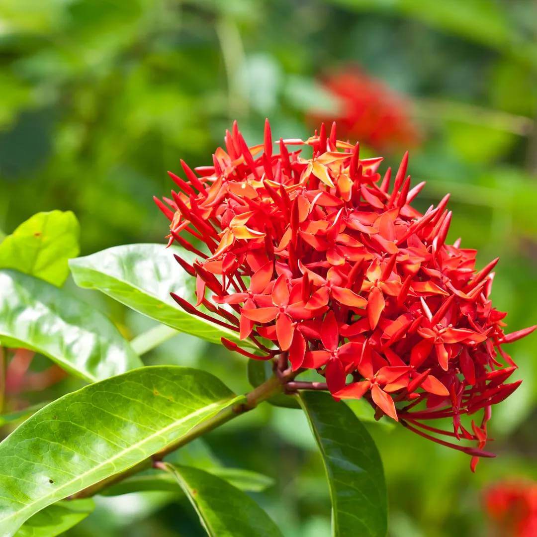 Ixora Seeds - Heirloom Flower Plant for Home Gardens