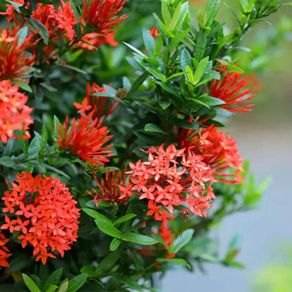 Ixora Seeds - Heirloom Flower Plant for Home Gardens