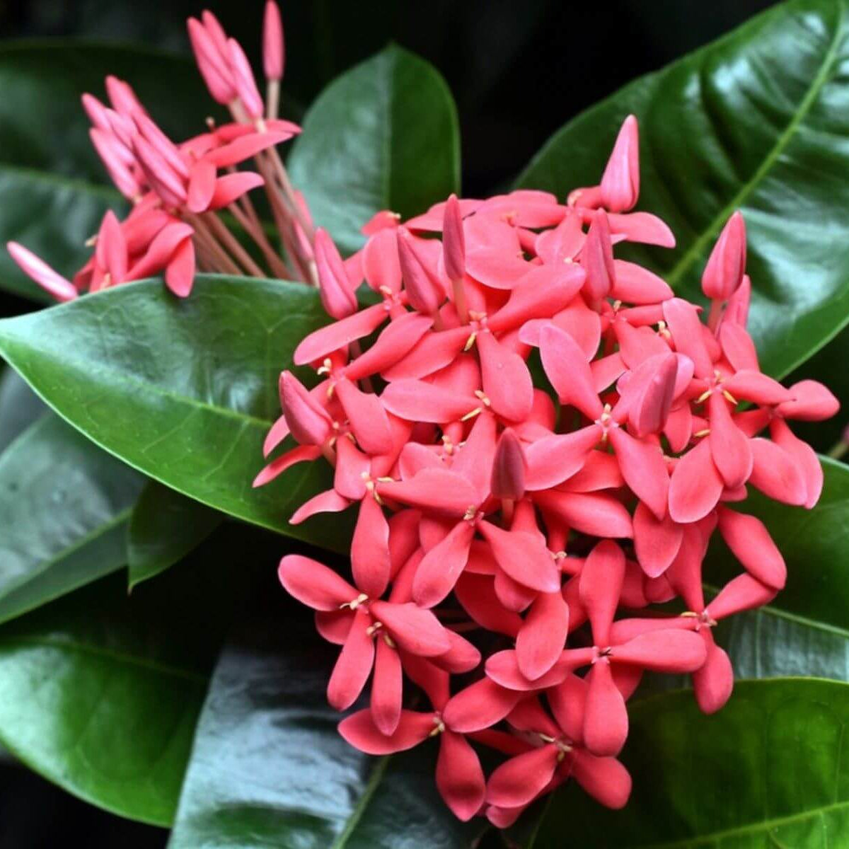 Ixora Seeds - Heirloom Flower Plant for Home Gardens