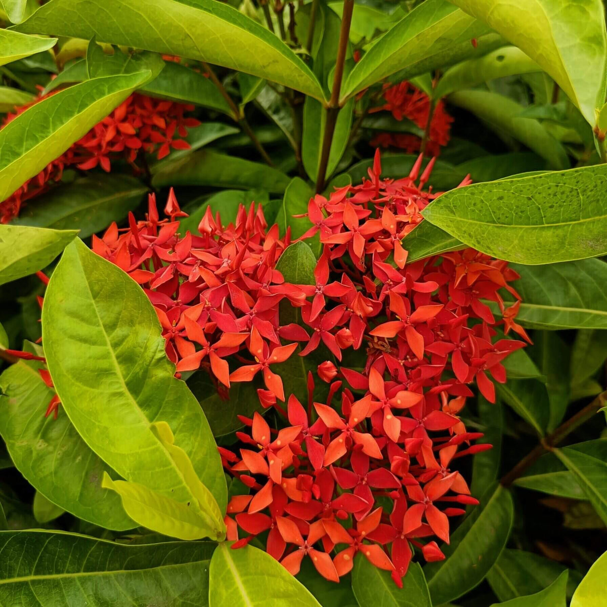 Ixora Seeds - Heirloom Flower Plant for Home Gardens