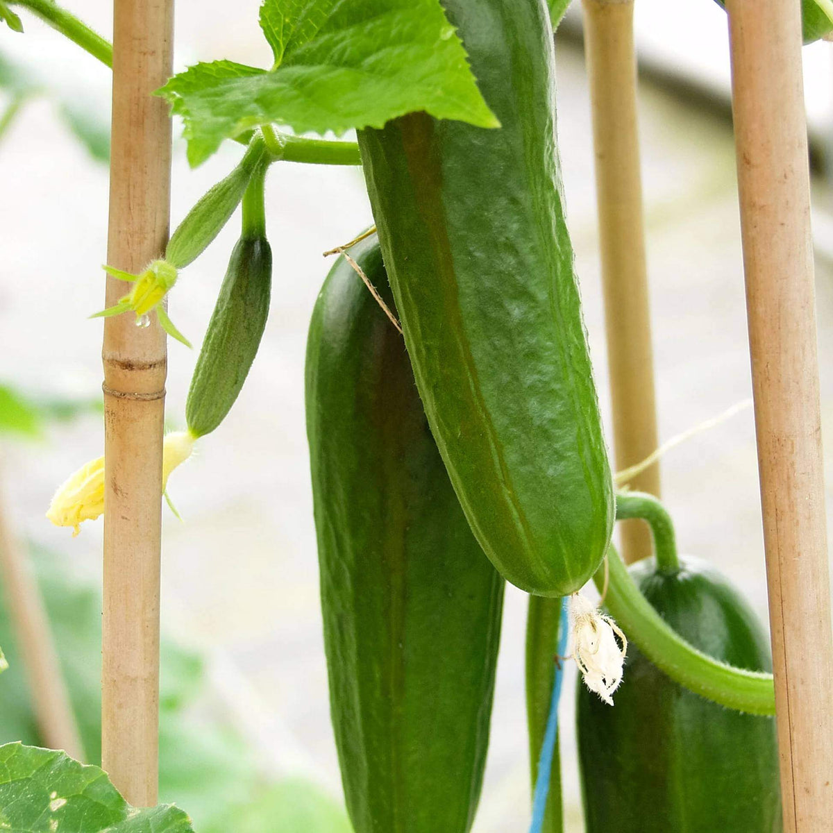 Iznik Cucumber Seeds - Heirloom Vegetable Plant for Home Gardens
