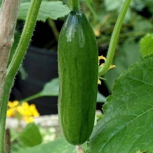 Iznik Cucumber Seeds - Heirloom Vegetable Plant for Home Gardens