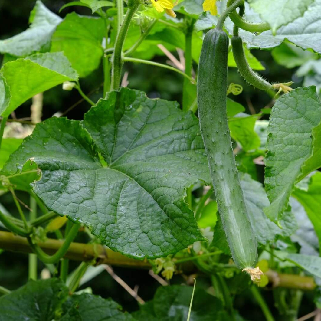 Iznik Cucumber Seeds - Heirloom Vegetable Plant for Home Gardens