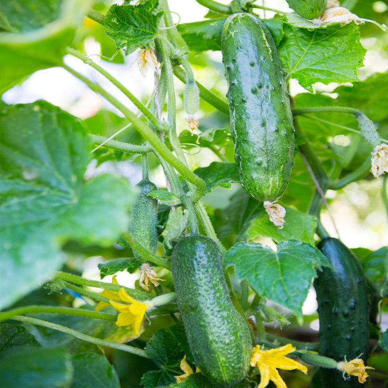 Iznik Cucumber Seeds - Heirloom Vegetable Plant for Home Gardens