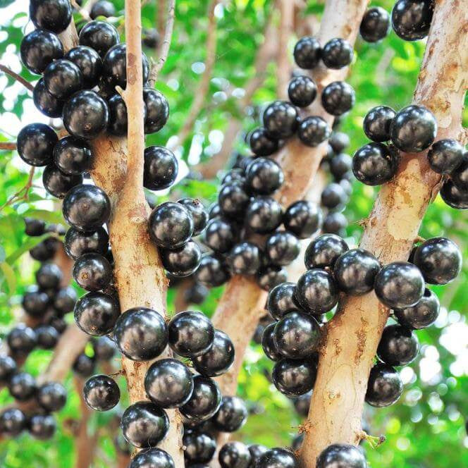 Jaboticaba Black Brazilian Grape Seeds