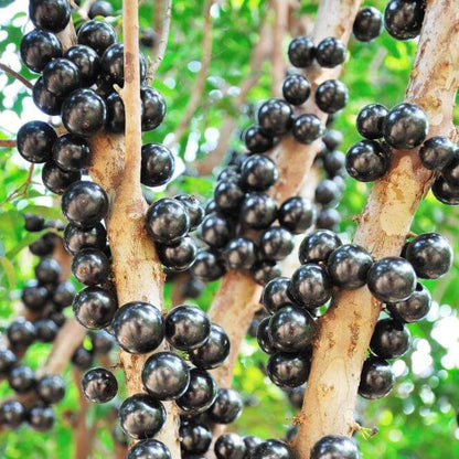 Jaboticaba Black Brazilian Grape Seeds