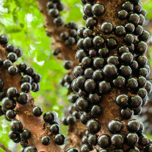 Jaboticaba Black Brazilian Grape Seeds