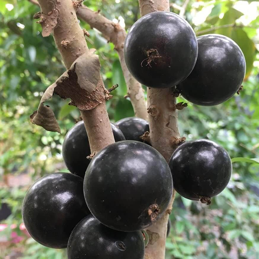 Jaboticaba Seeds