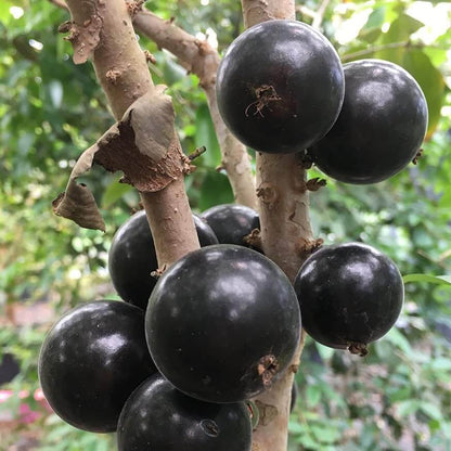Jaboticaba Seeds