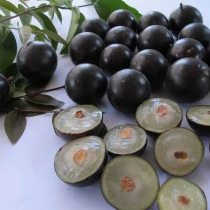 Jaboticaba Seeds