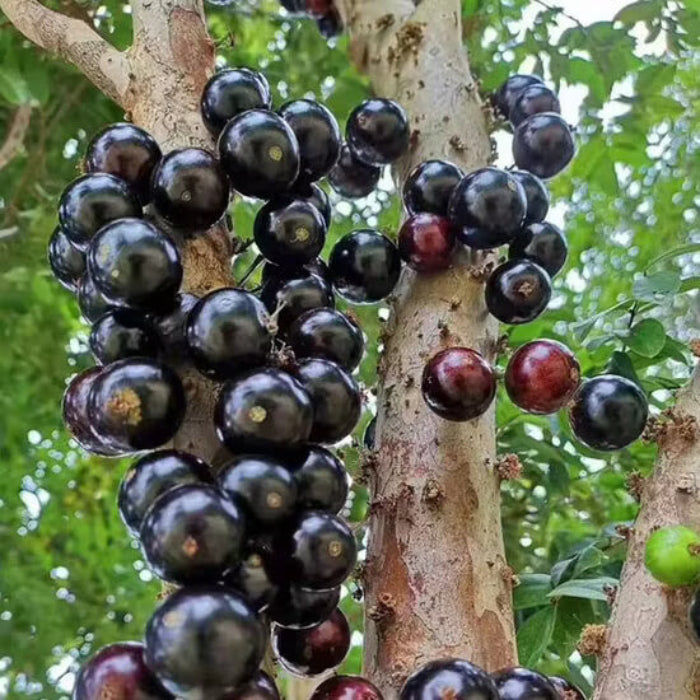 Jaboticaba Seeds