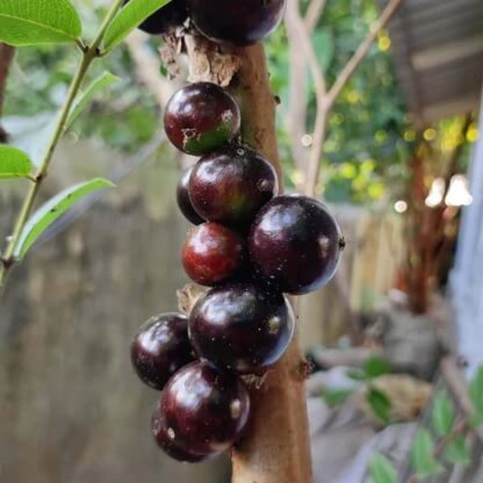 Jaboticaba Seeds