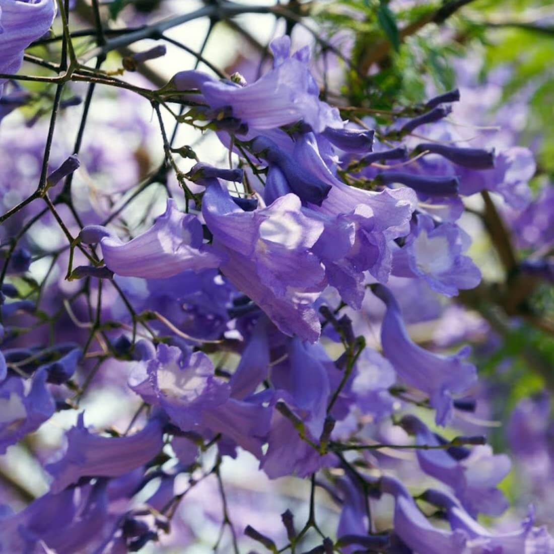 Jacaranda Seeds - Flower Plant for Home Gardens