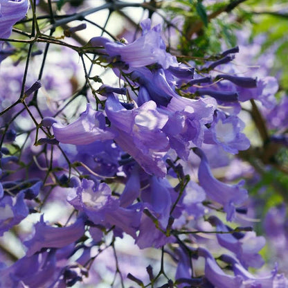 Jacaranda Seeds - Flower Plant for Home Gardens
