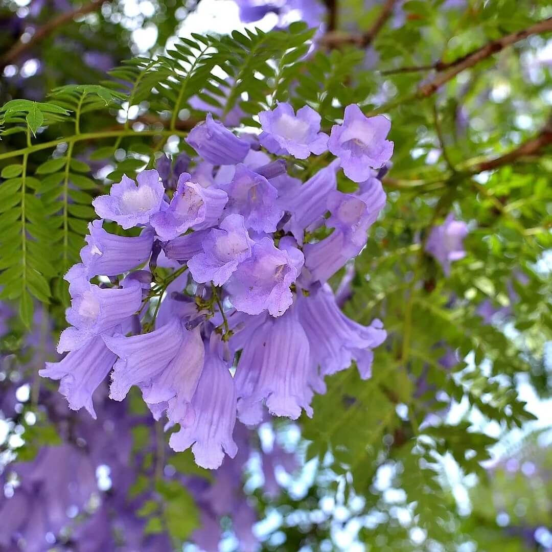 Jacaranda Seeds - Flower Plant for Home Gardens