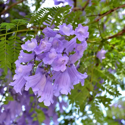 Jacaranda Seeds - Flower Plant for Home Gardens