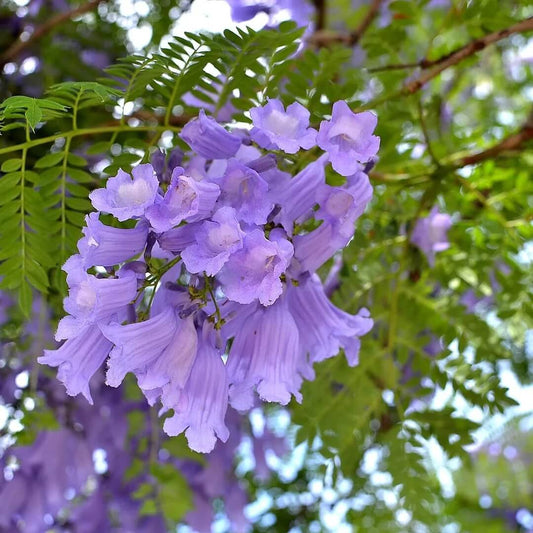 Jacaranda Seeds - Flower Plant for Home Gardens